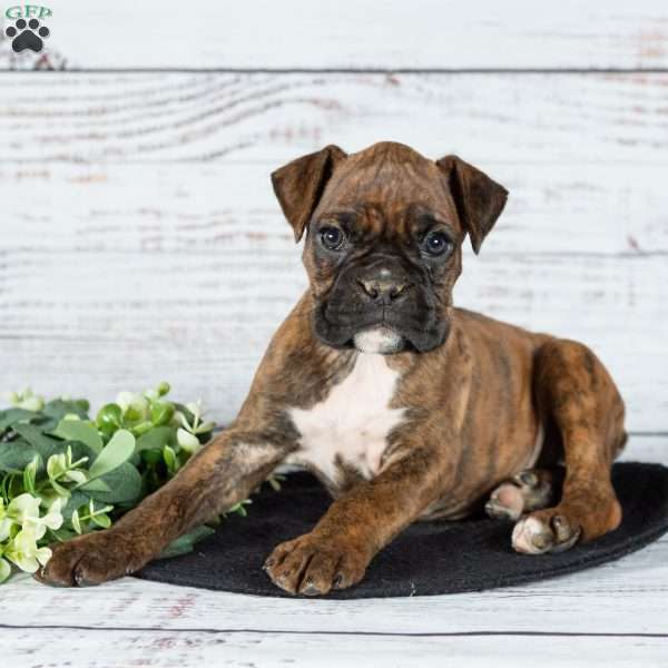 Marcie, Boxer Puppy